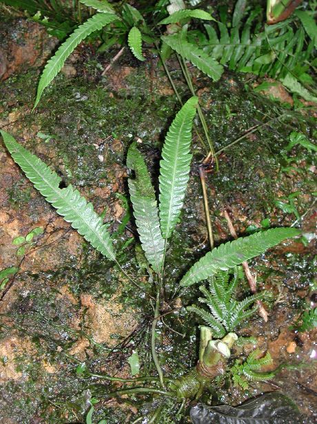 Thelypteridaceae Goniopteris francoana
