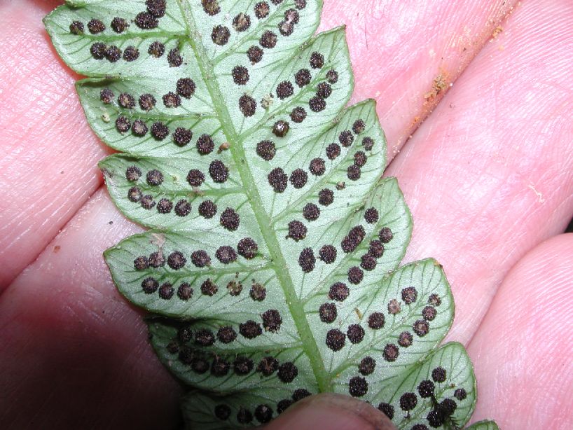 Thelypteridaceae Goniopteris francoana