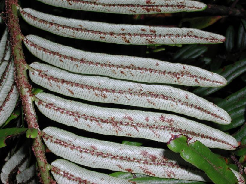 Blechnaceae Lomariocycas aurata