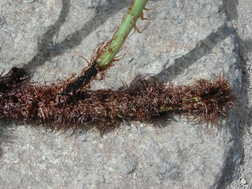 Dryopteridaceae Elaphoglossum antisanae