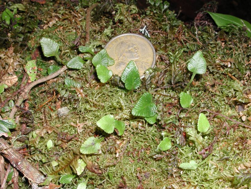 Dryopteridaceae Elaphoglossum deltoideum
