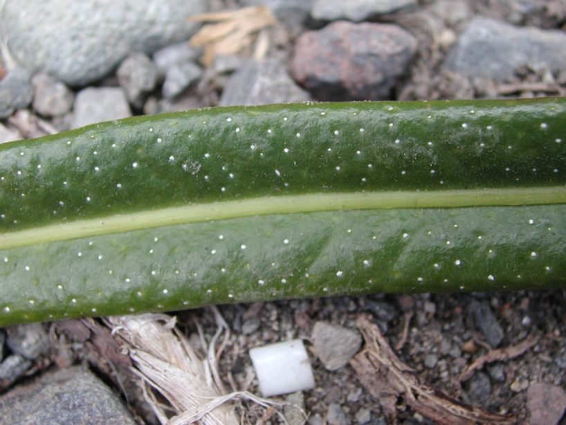 Polypodiaceae Niphidium longifolium