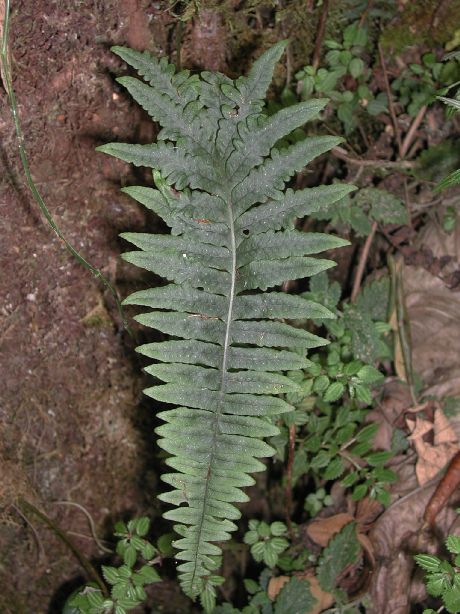 Polypodiaceae Serpocaulon mindense