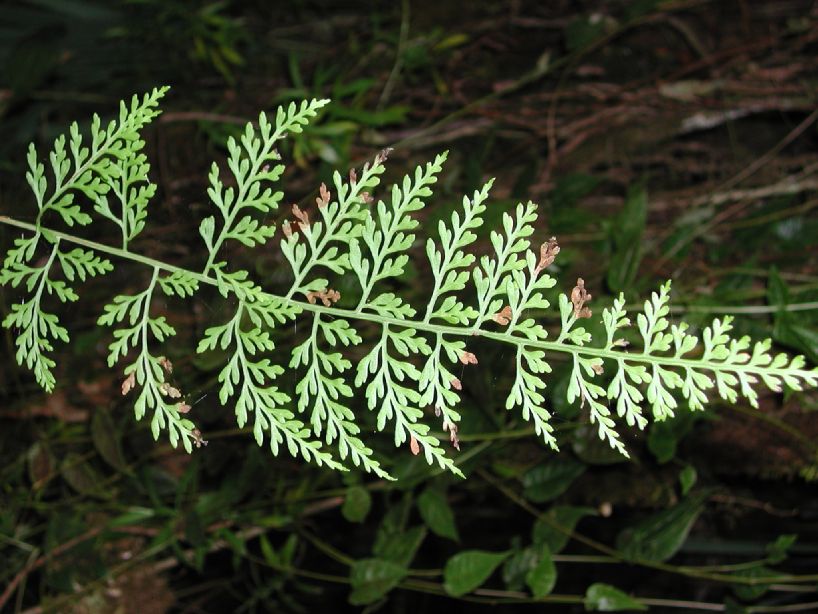 Polypodiaceae Pleopeltis monosora