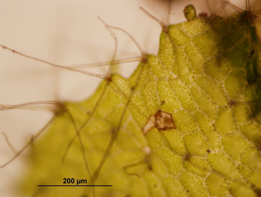 Grammitidaceae Alansmia reclinata