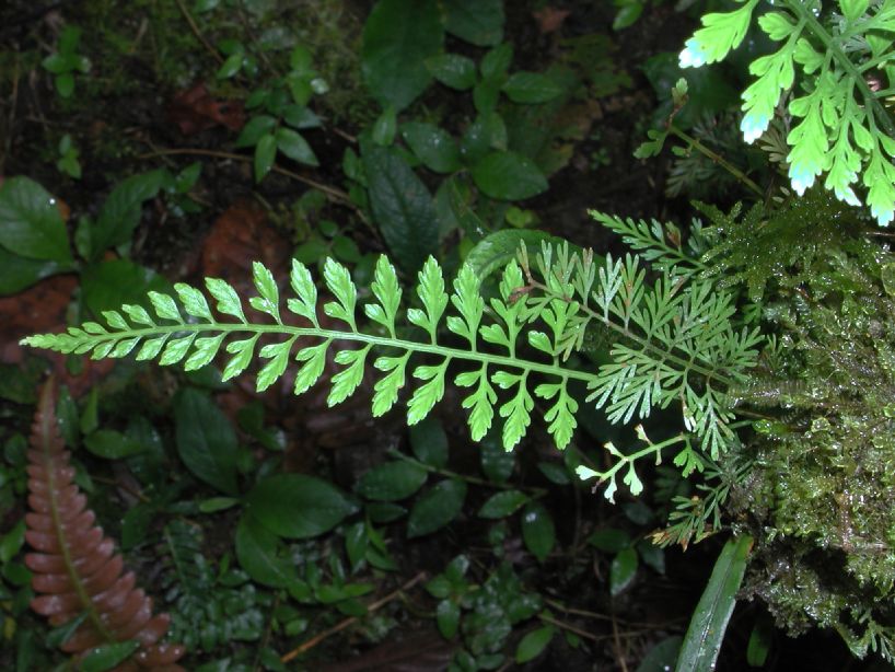 Aspleniaceae Asplenium cuspidatum