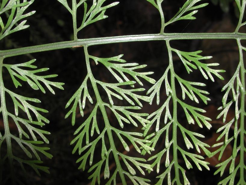 Aspleniaceae Asplenium foeniculaceum