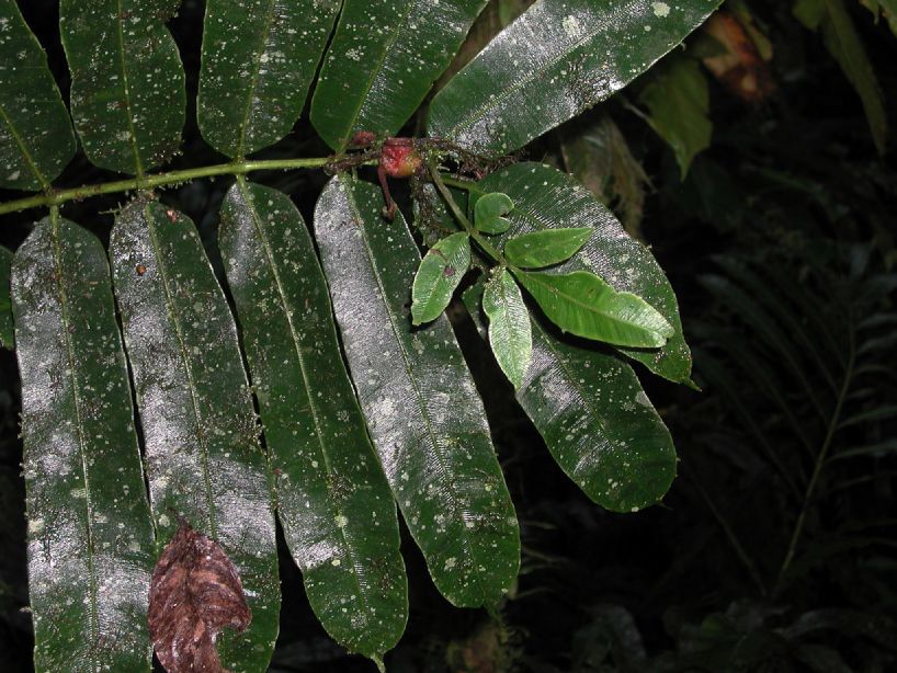 Marattiaceae Danaea erecta