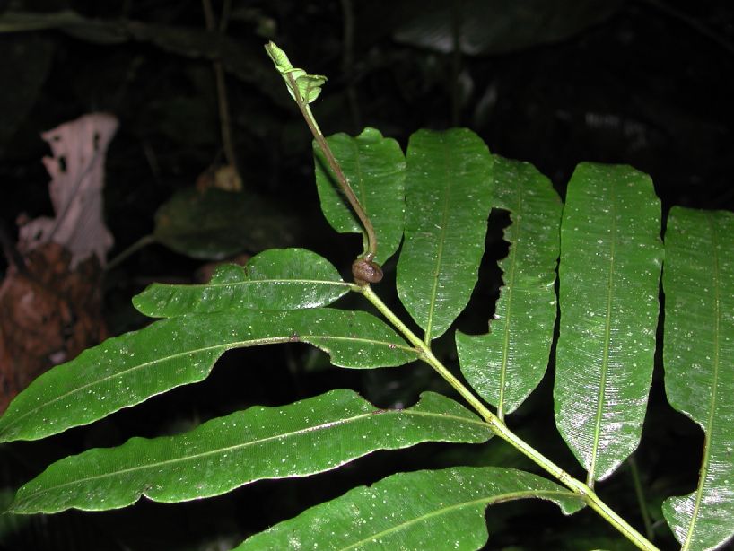 Marattiaceae Danaea erecta