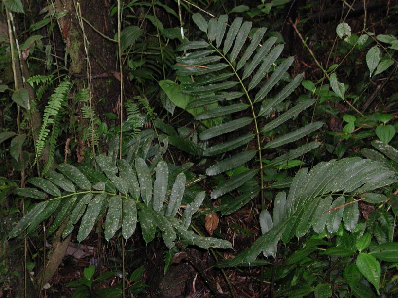 Marattiaceae Danaea erecta