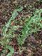 image of Elaphoglossum andicola