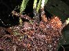 image of Elaphoglossum andicola