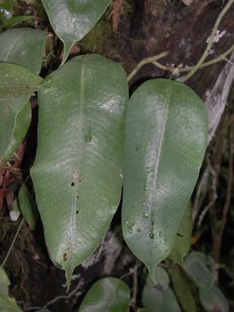 Polypodiaceae Serpocaulon levigatum