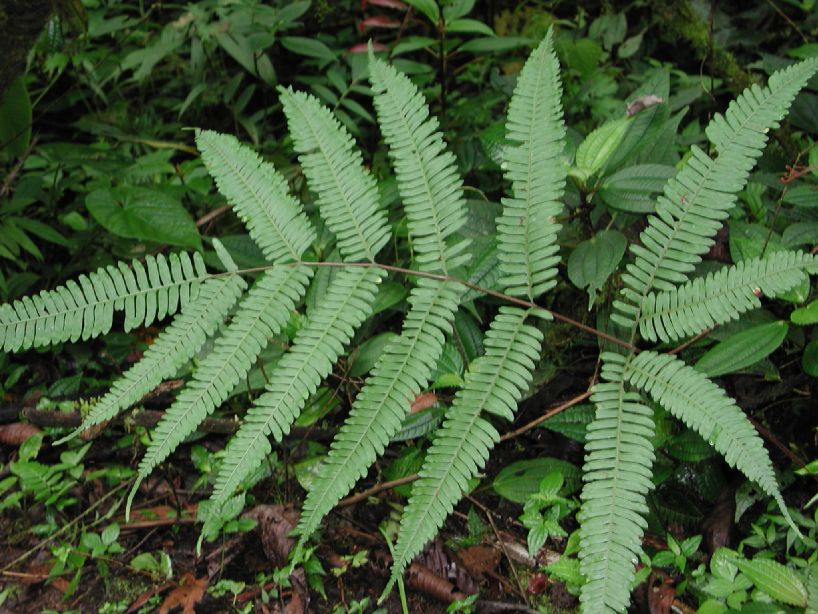 Pteridaceae Pteris quadriaurita