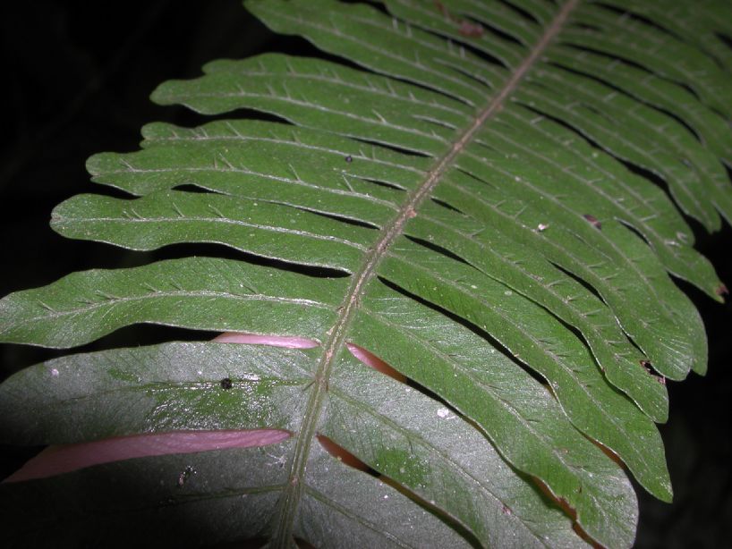 Pteridaceae Pteris quadriaurita
