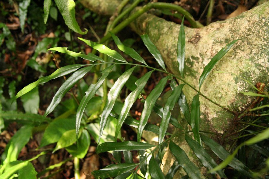 Lomariopsidaceae Lomariopsis spectabilis