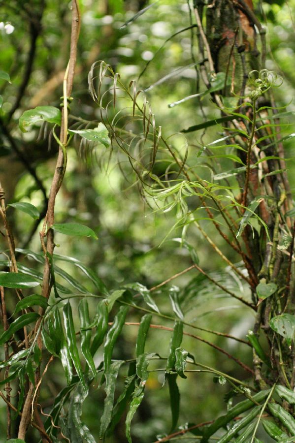 Lomariopsidaceae Lomariopsis spectabilis