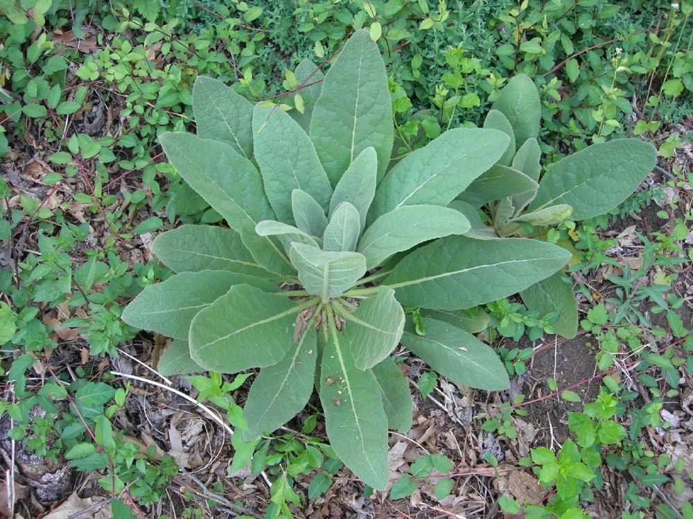 Scrophulariaceae Verbascum thaspus