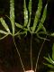 image of Elaphoglossum cardenasii