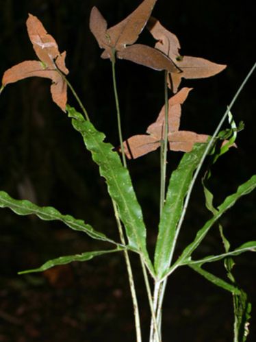 Dryopteridaceae Elaphoglossum cardenasii