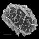 image of Ephemeropteris palmense