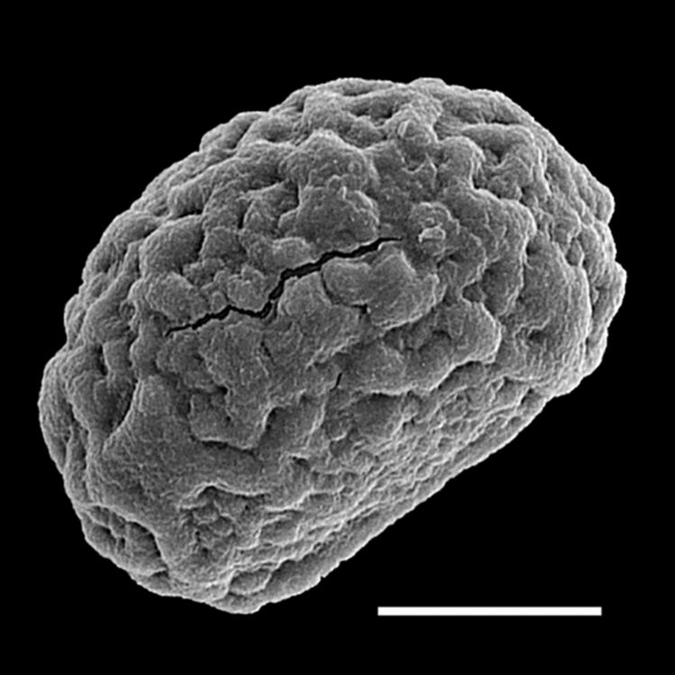 Nephrolepidaceae Nephrolepis undulata