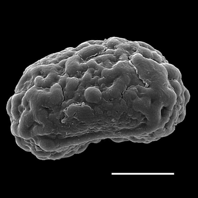 Nephrolepidaceae Nephrolepis undulata