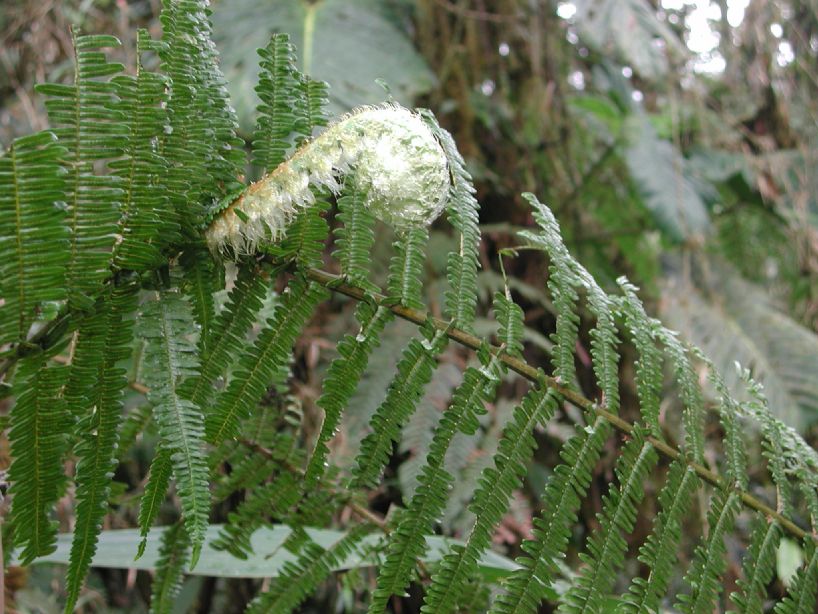 Gleicheniaceae Diplopterygium bancroftii