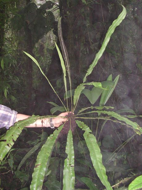 Dryopteridaceae Elaphoglossum vascoae