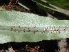 image of Elaphoglossum esmeraldensis