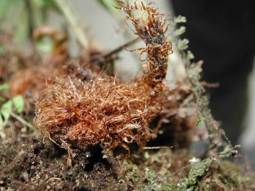 Dryopteridaceae Elaphoglossum esmeraldensis