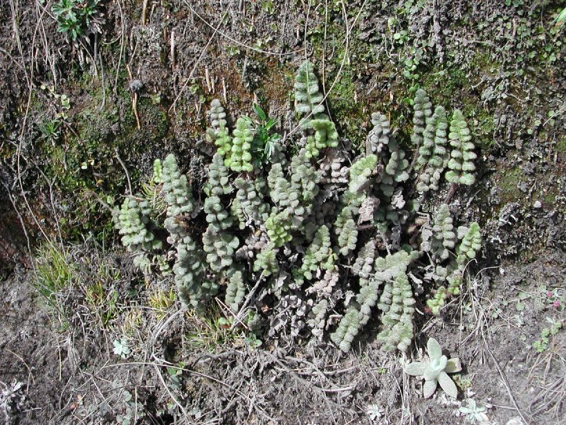 Pteridaceae Jamesonia 