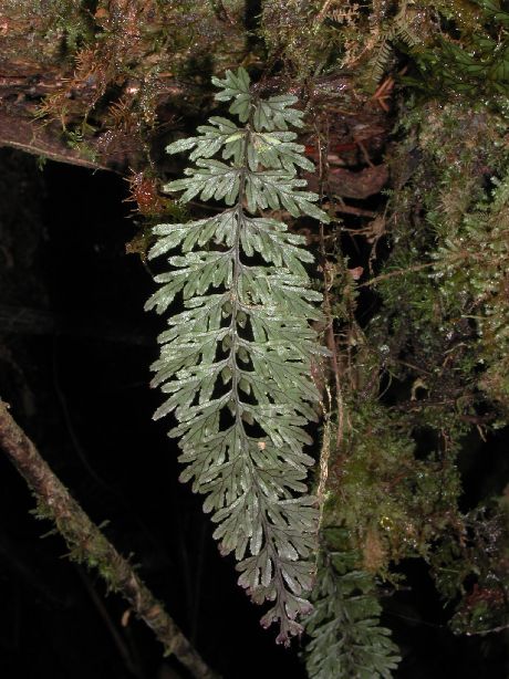 Hymenophyllaceae Hymenophyllum fucoides