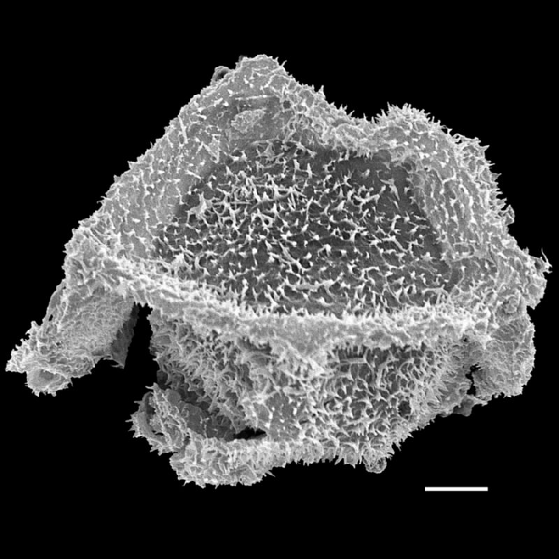 Dryopteridaceae Olfersia alata