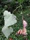 image of Aristolochia grandiflora