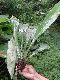 image of Asplenium serratum