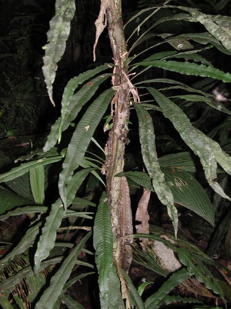 Polypodiaceae Campyloneurum fasciale