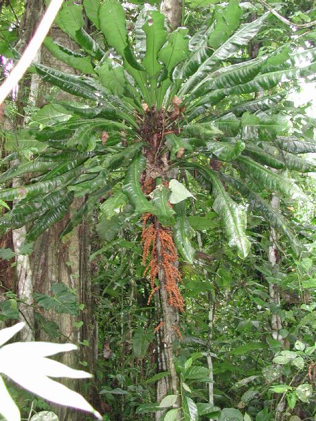 Primulaceae Clavija eggersiana 