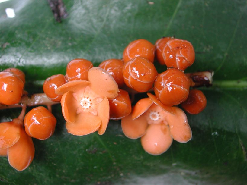Primulaceae Clavija eggersiana