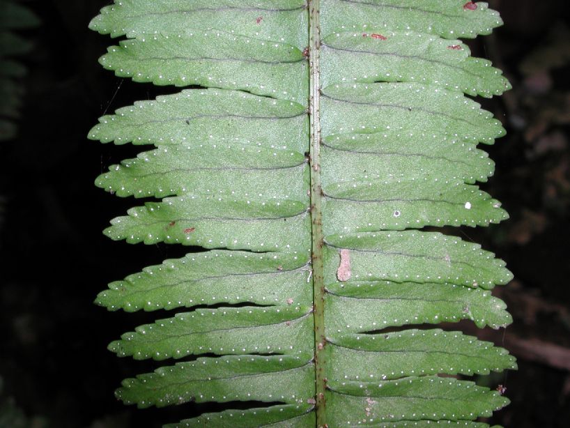 Nephrolepidaceae Nephrolepis pectinata