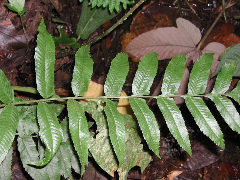Dryopteridaceae Stigmatopteris killipiana