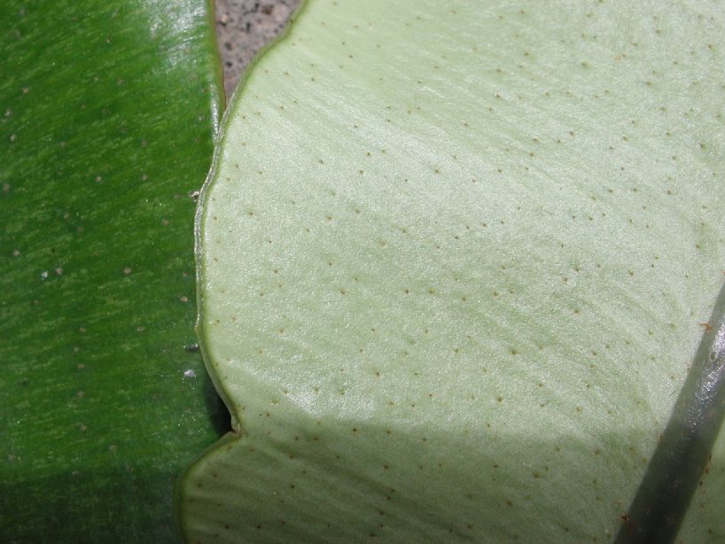 Dryopteridaceae Elaphoglossum antisanae