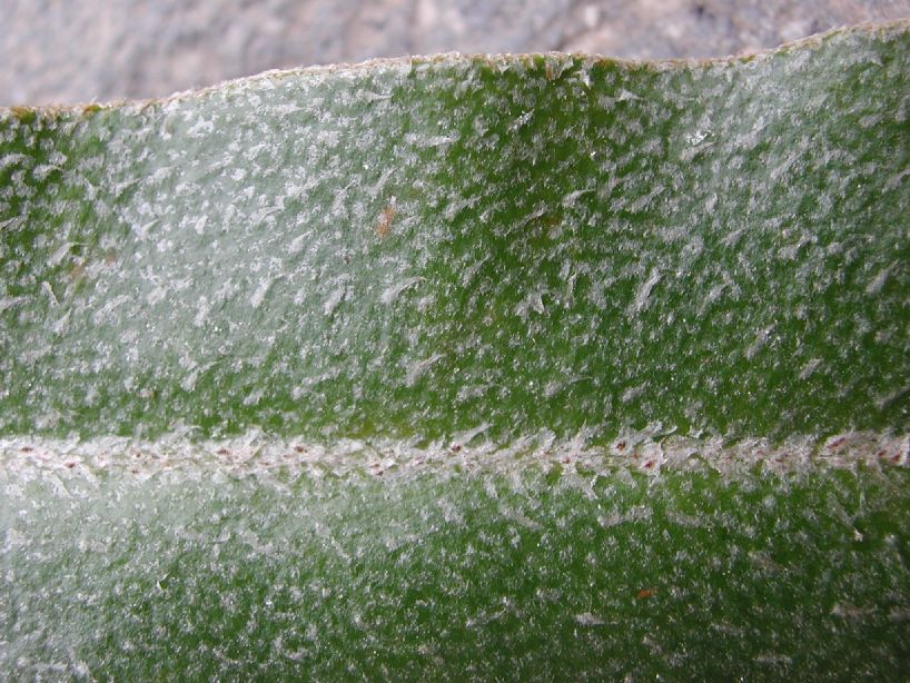 Dryopteridaceae Elaphoglossum cuspidatum