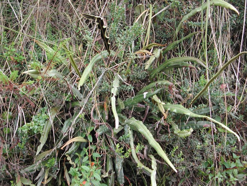 Dryopteridaceae Elaphoglossum cupidatum