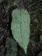 image of Elaphoglossum squamatum