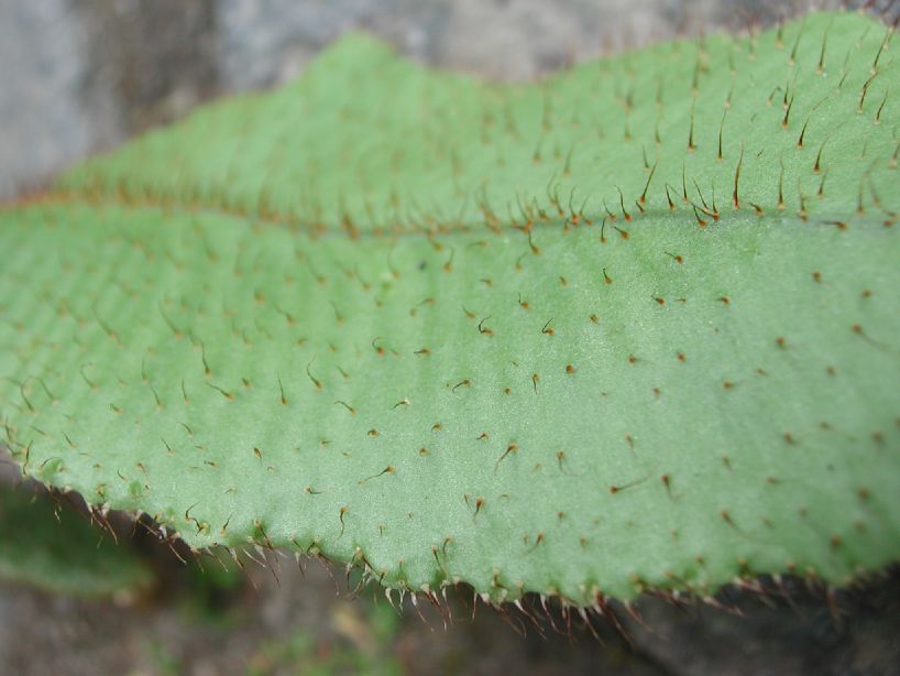 Dryopteridaceae Elaphoglossum squamatum