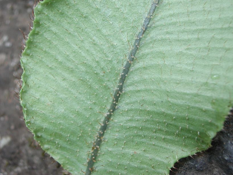 Dryopteridaceae Elaphoglossum squamatum