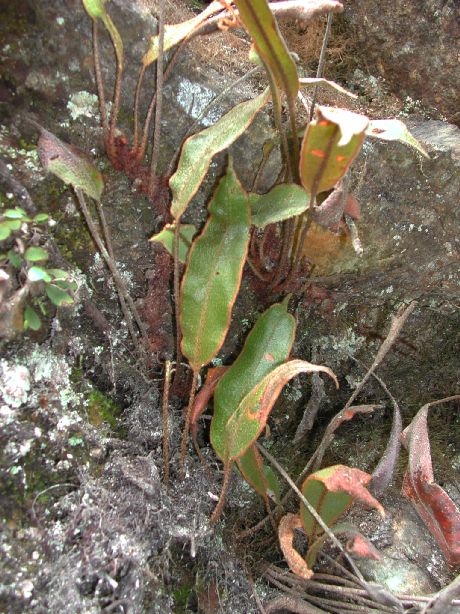 Dryopteridaceae Elaphoglossum corazonense