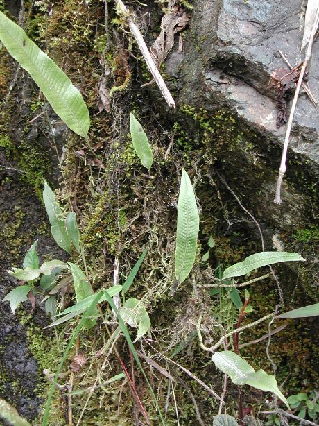 Polypodiaceae Serpocaulon levigatum