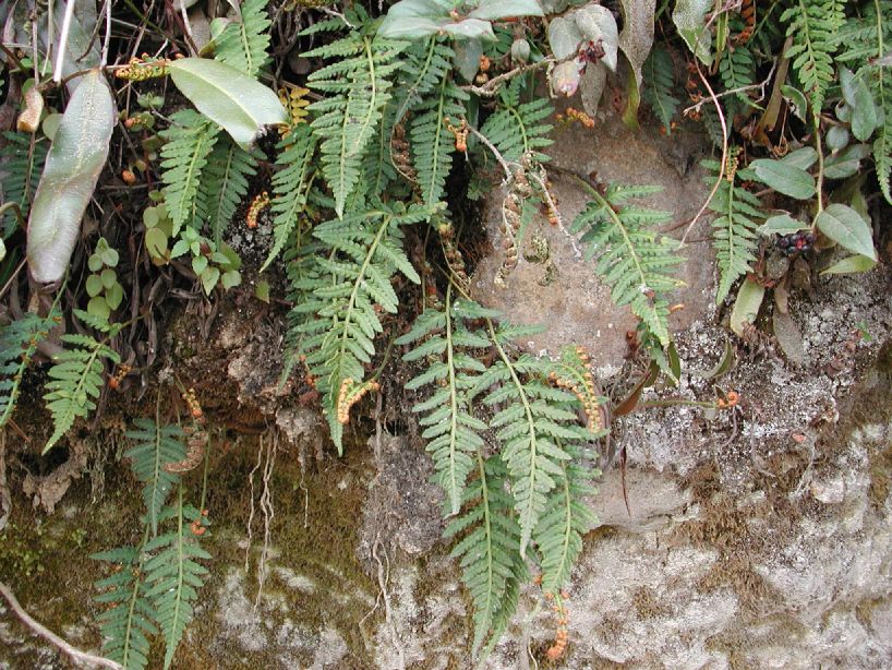 Polypodiaceae Pleopeltis murorum